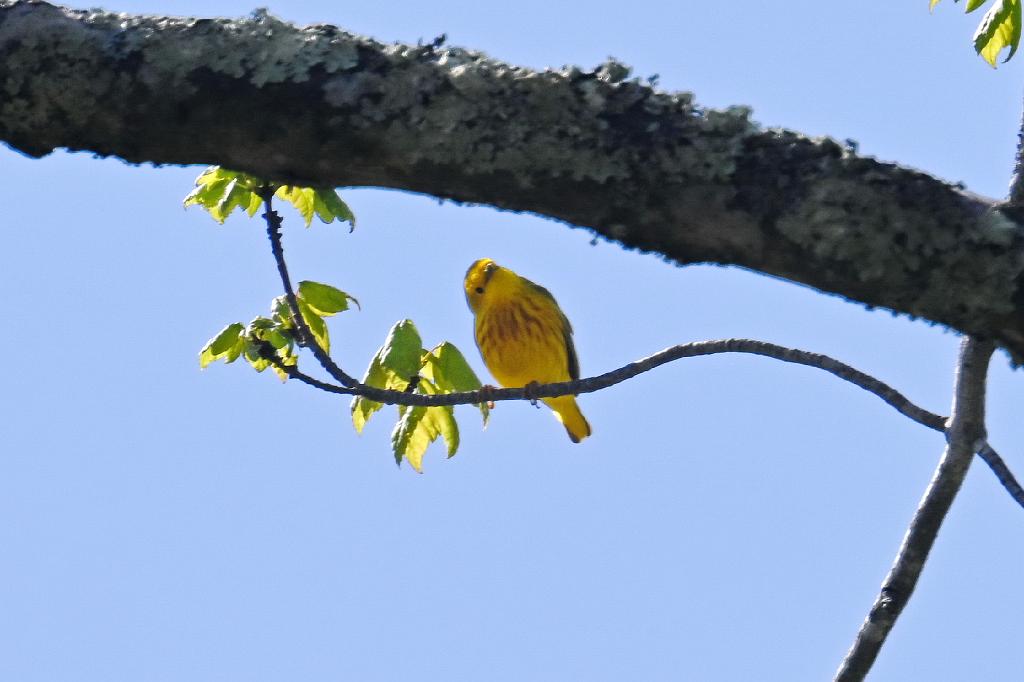 2025-05117979 Ipswitch River Wildlfe Sanctuary,  MA.JPG - Yellow  Warbler. Ipswitch River Wildlife Sanctuary,MA, 5-11-2025